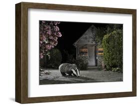 European Badger (Meles Meles) Feeding on Food Left Out in Urban Garden, Kent, UK, May-Terry Whittaker-Framed Photographic Print