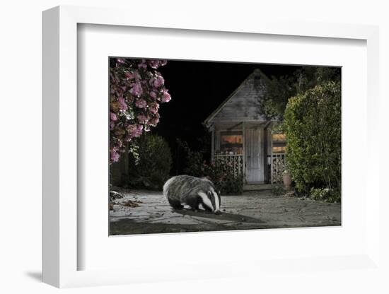 European Badger (Meles Meles) Feeding on Food Left Out in Urban Garden, Kent, UK, May-Terry Whittaker-Framed Photographic Print