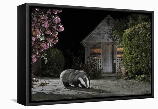 European Badger (Meles Meles) Feeding on Food Left Out in Urban Garden, Kent, UK, May-Terry Whittaker-Framed Stretched Canvas