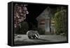 European Badger (Meles Meles) Feeding on Food Left Out in Urban Garden, Kent, UK, May-Terry Whittaker-Framed Stretched Canvas