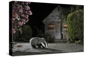 European Badger (Meles Meles) Feeding on Food Left Out in Urban Garden, Kent, UK, May-Terry Whittaker-Stretched Canvas
