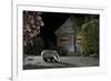 European Badger (Meles Meles) Feeding on Food Left Out in Urban Garden, Kent, UK, May-Terry Whittaker-Framed Photographic Print