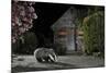 European Badger (Meles Meles) Feeding on Food Left Out in Urban Garden, Kent, UK, May-Terry Whittaker-Mounted Photographic Print