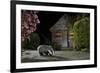 European Badger (Meles Meles) Feeding On Food Left Out In Urban Garden, Kent, UK, May-Terry Whittaker-Framed Photographic Print