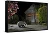 European Badger (Meles Meles) Feeding On Food Left Out In Urban Garden, Kent, UK, May-Terry Whittaker-Framed Stretched Canvas