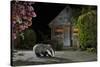 European Badger (Meles Meles) Feeding On Food Left Out In Urban Garden, Kent, UK, May-Terry Whittaker-Stretched Canvas