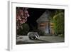 European Badger (Meles Meles) Feeding On Food Left Out In Urban Garden, Kent, UK, May-Terry Whittaker-Framed Photographic Print