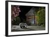 European Badger (Meles Meles) Feeding On Food Left Out In Urban Garden, Kent, UK, May-Terry Whittaker-Framed Photographic Print