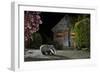 European Badger (Meles Meles) Feeding On Food Left Out In Urban Garden, Kent, UK, May-Terry Whittaker-Framed Photographic Print