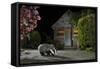 European Badger (Meles Meles) Feeding On Food Left Out In Urban Garden, Kent, UK, May-Terry Whittaker-Framed Stretched Canvas