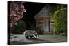 European Badger (Meles Meles) Feeding On Food Left Out In Urban Garden, Kent, UK, May-Terry Whittaker-Stretched Canvas