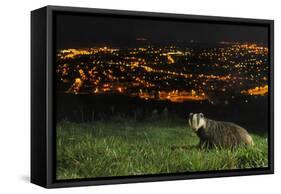 European Badger (Meles Meles) on the North Downs Above Folkestone. Kent, UK, June-Terry Whittaker-Framed Stretched Canvas