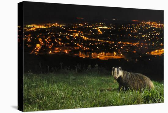 European Badger (Meles Meles) on the North Downs Above Folkestone. Kent, UK, June-Terry Whittaker-Stretched Canvas