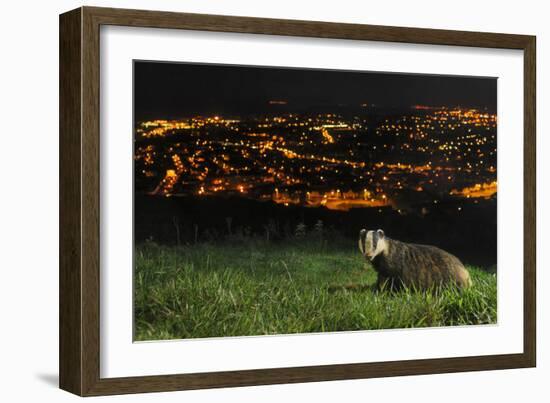 European Badger (Meles Meles) on the North Downs Above Folkestone. Kent, UK, June-Terry Whittaker-Framed Photographic Print