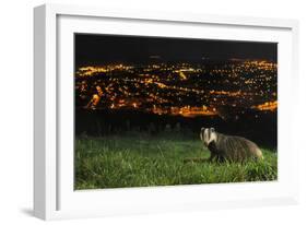 European Badger (Meles Meles) on the North Downs Above Folkestone. Kent, UK, June-Terry Whittaker-Framed Photographic Print