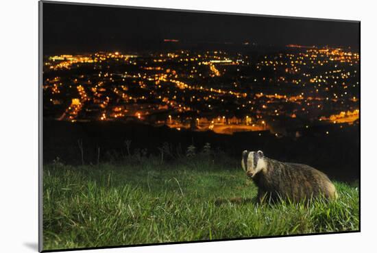 European Badger (Meles Meles) on the North Downs Above Folkestone. Kent, UK, June-Terry Whittaker-Mounted Photographic Print