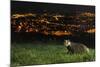 European Badger (Meles Meles) on the North Downs Above Folkestone. Kent, UK, June-Terry Whittaker-Mounted Photographic Print