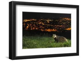 European Badger (Meles Meles) on the North Downs Above Folkestone. Kent, UK, June-Terry Whittaker-Framed Photographic Print