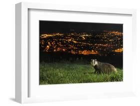 European Badger (Meles Meles) on the North Downs Above Folkestone. Kent, UK, June-Terry Whittaker-Framed Photographic Print