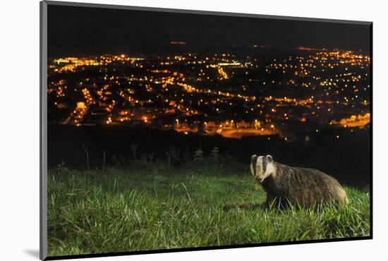 European Badger (Meles Meles) on the North Downs Above Folkestone. Kent, UK, June-Terry Whittaker-Mounted Photographic Print