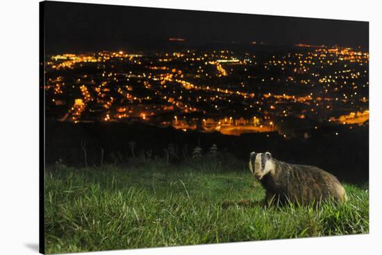 European Badger (Meles Meles) on the North Downs Above Folkestone. Kent, UK, June-Terry Whittaker-Stretched Canvas