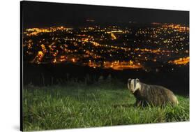 European Badger (Meles Meles) on the North Downs Above Folkestone. Kent, UK, June-Terry Whittaker-Stretched Canvas