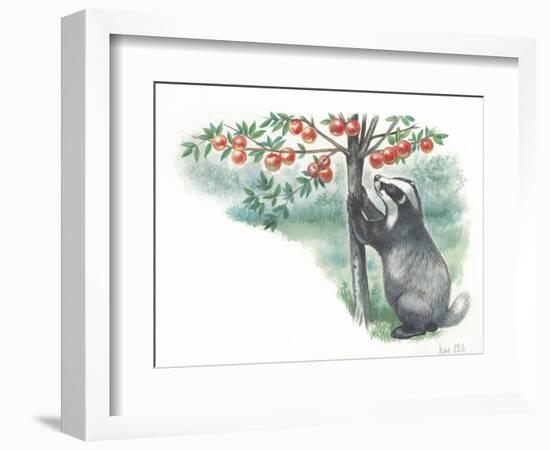 European Badger Meles Meles Picking Fruit from Tree-null-Framed Giclee Print