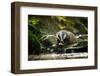 European Badger Shaking and Splashing Water Drops Around-Stanislav Duben-Framed Photographic Print