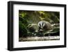 European Badger Shaking and Splashing Water Drops Around-Stanislav Duben-Framed Photographic Print