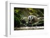 European Badger Shaking and Splashing Water Drops Around-Stanislav Duben-Framed Photographic Print