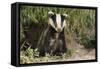 European Badger Young Sitting at Sett Entrance-null-Framed Stretched Canvas