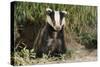 European Badger Young Sitting at Sett Entrance-null-Stretched Canvas