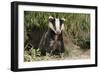 European Badger Young Sitting at Sett Entrance-null-Framed Photographic Print