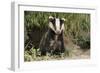 European Badger Young Sitting at Sett Entrance-null-Framed Photographic Print