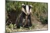 European Badger Young Sitting at Sett Entrance-null-Mounted Photographic Print