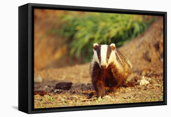 European Badger-null-Framed Stretched Canvas