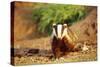 European Badger-null-Stretched Canvas