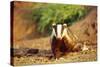 European Badger-null-Stretched Canvas