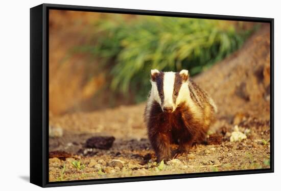 European Badger-null-Framed Stretched Canvas