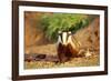 European Badger-null-Framed Photographic Print