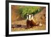 European Badger-null-Framed Photographic Print