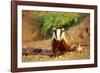 European Badger-null-Framed Photographic Print