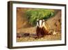 European Badger-null-Framed Photographic Print