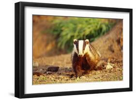 European Badger-null-Framed Photographic Print