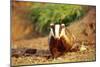 European Badger-null-Mounted Photographic Print