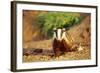 European Badger-null-Framed Photographic Print