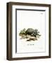 European Badger-null-Framed Giclee Print