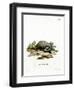 European Badger-null-Framed Giclee Print