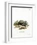 European Badger-null-Framed Giclee Print