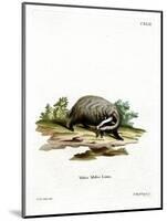 European Badger-null-Mounted Giclee Print